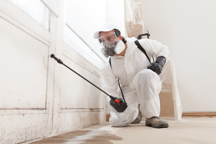 mold removal service
