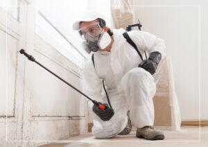mold clean up