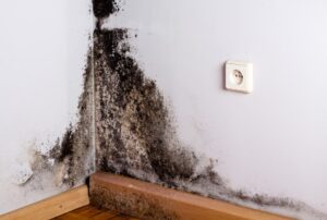 mold cleanup