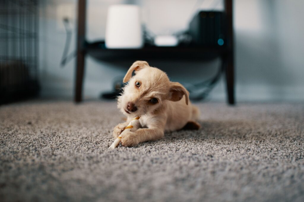 How to Get Dog Urine Smell Out of Carpet for Good