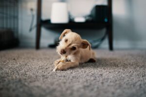 How to Get Dog Urine Smell Out of Carpet for Good